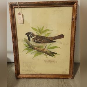 Rare vintage Collectable NWT TREE SPARROW. Art print distressed frame